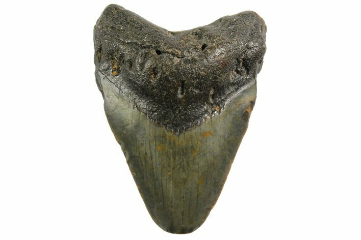 Juvenile Megalodon Tooth - North Carolina #152856